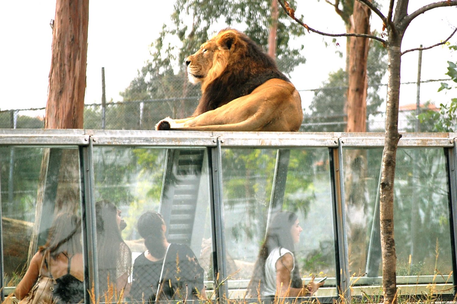 People admiring the lion resting at Zoo santo inacio Porto