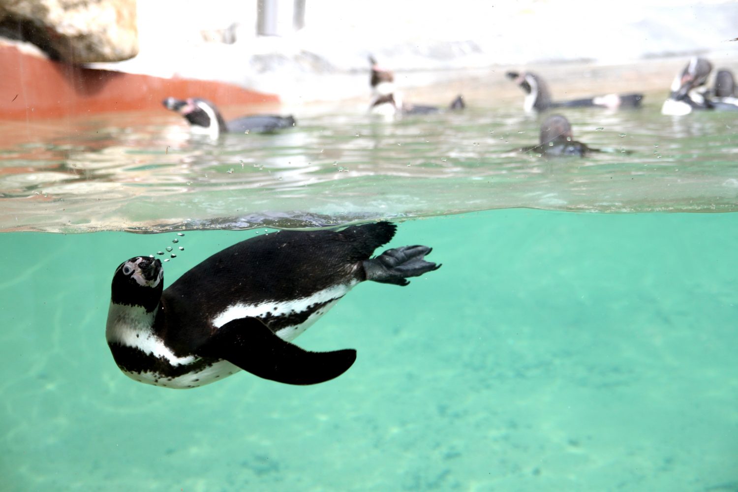 Pinguin at Zoo santo inacio Porto